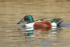 Northern Shoveler